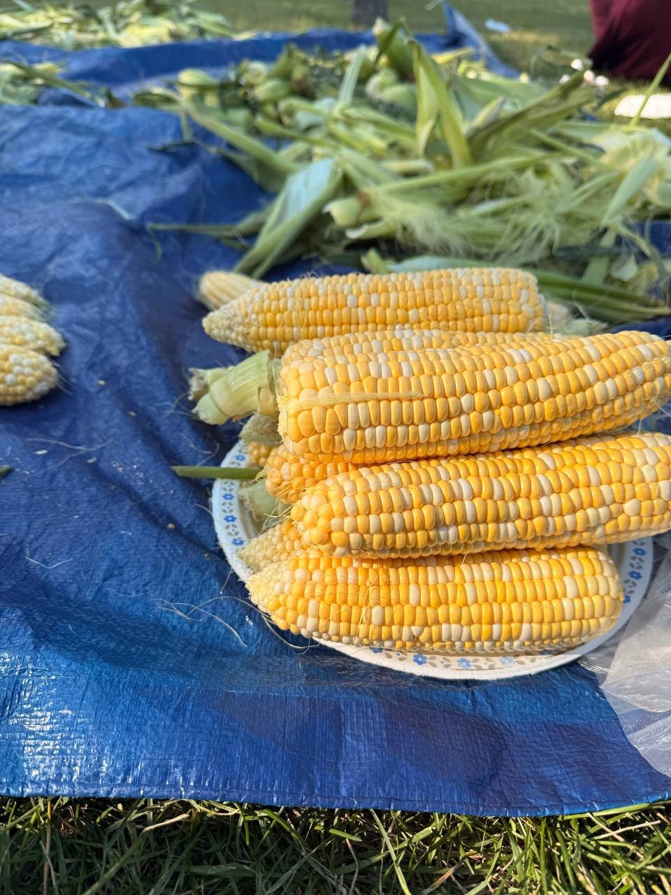 Fresh corn cobs at community event